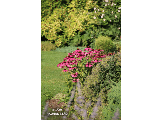 Echinacea   'Purple Emperor'